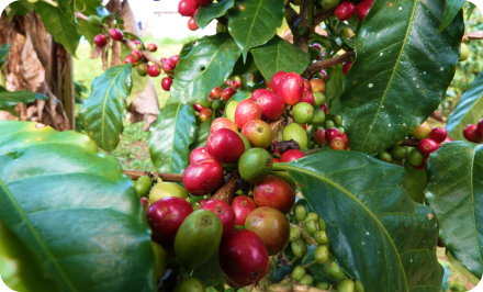 graines de café Guatemala