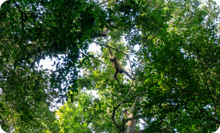 singe dans la jungle au Guatemala