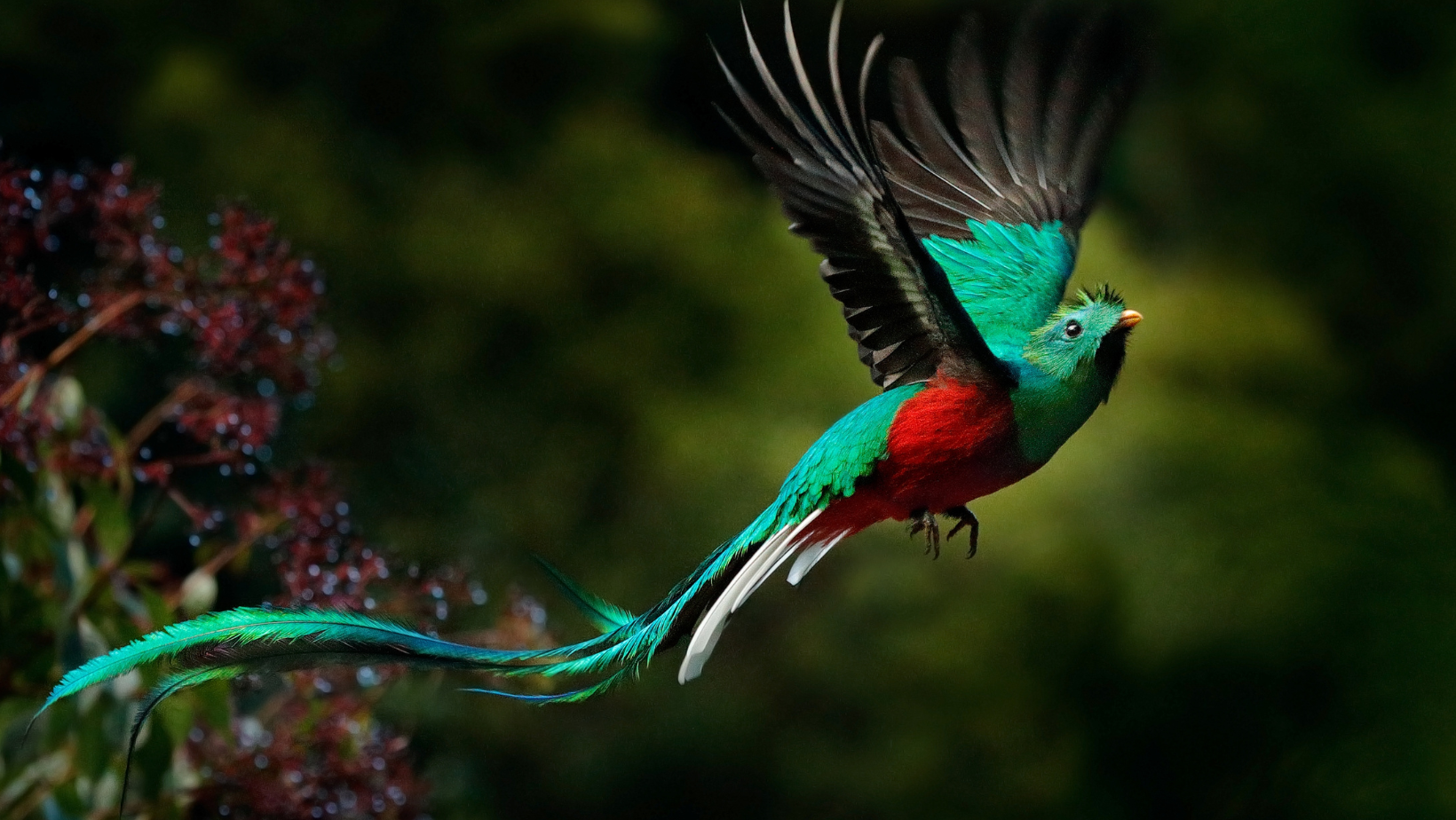 quetzal en vol