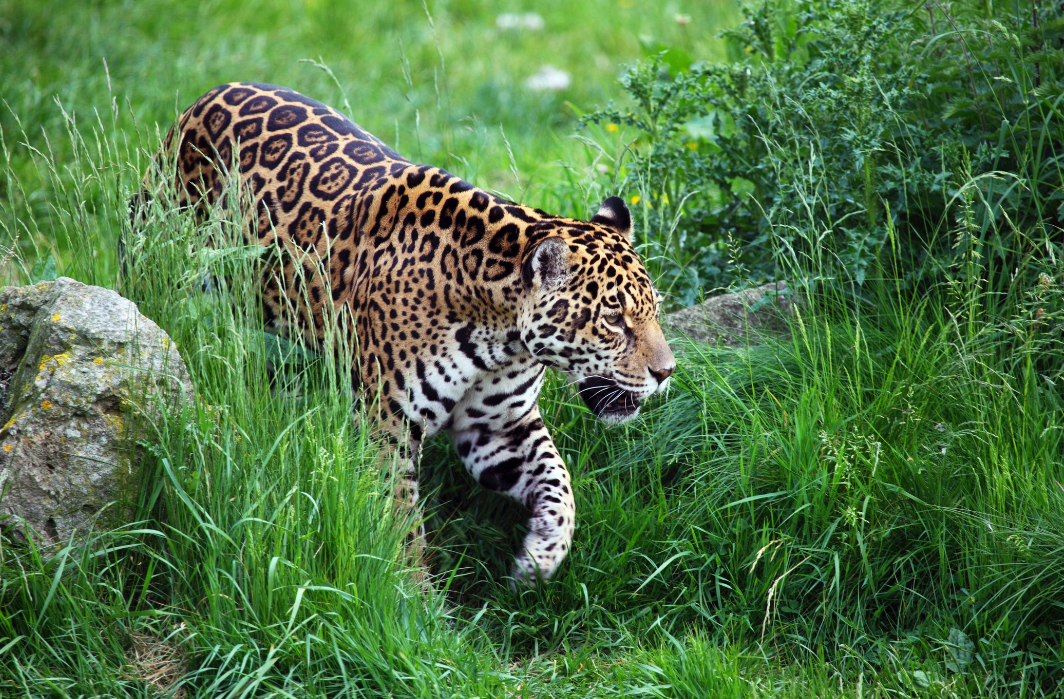 léopard sauvage dans la jungle péruvienne