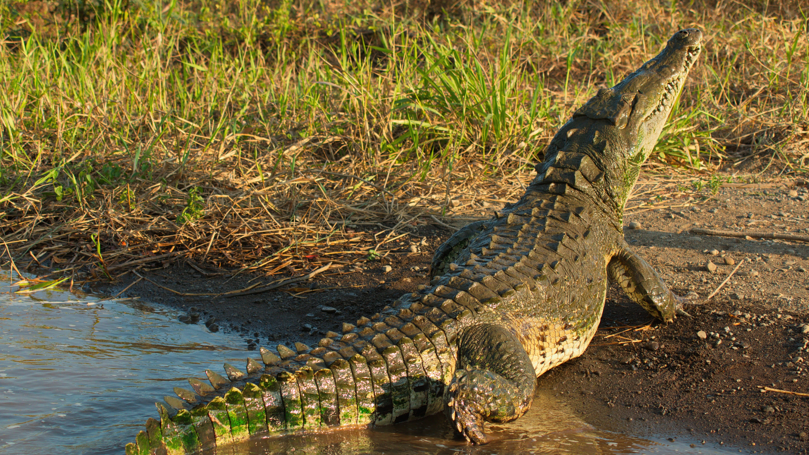 crocodile qui sort de l'eau