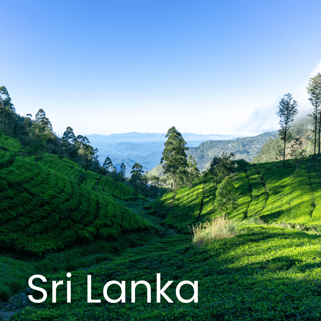 plantation de thé Sri Lanka