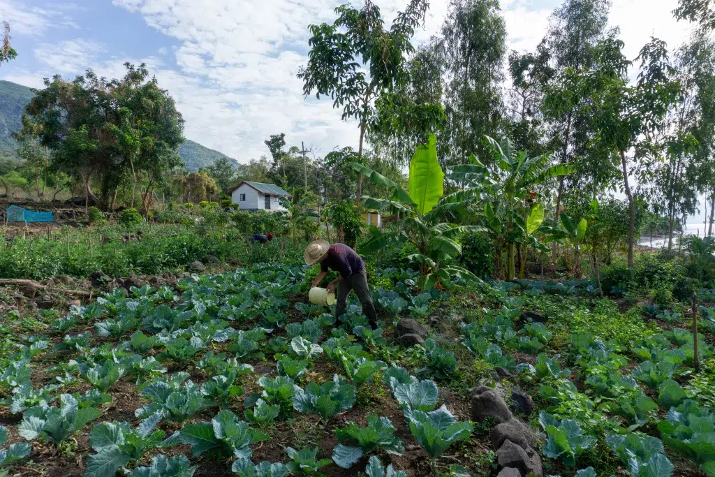 homme qui s'occupe de plantations kenya