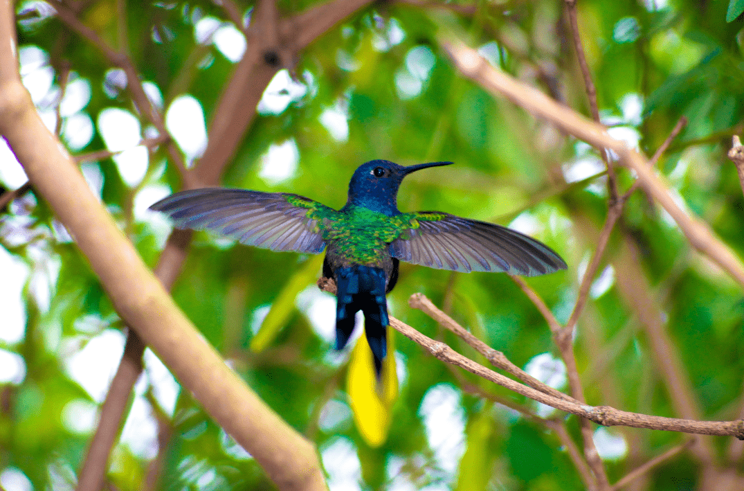 colibri dans la nature colombienne