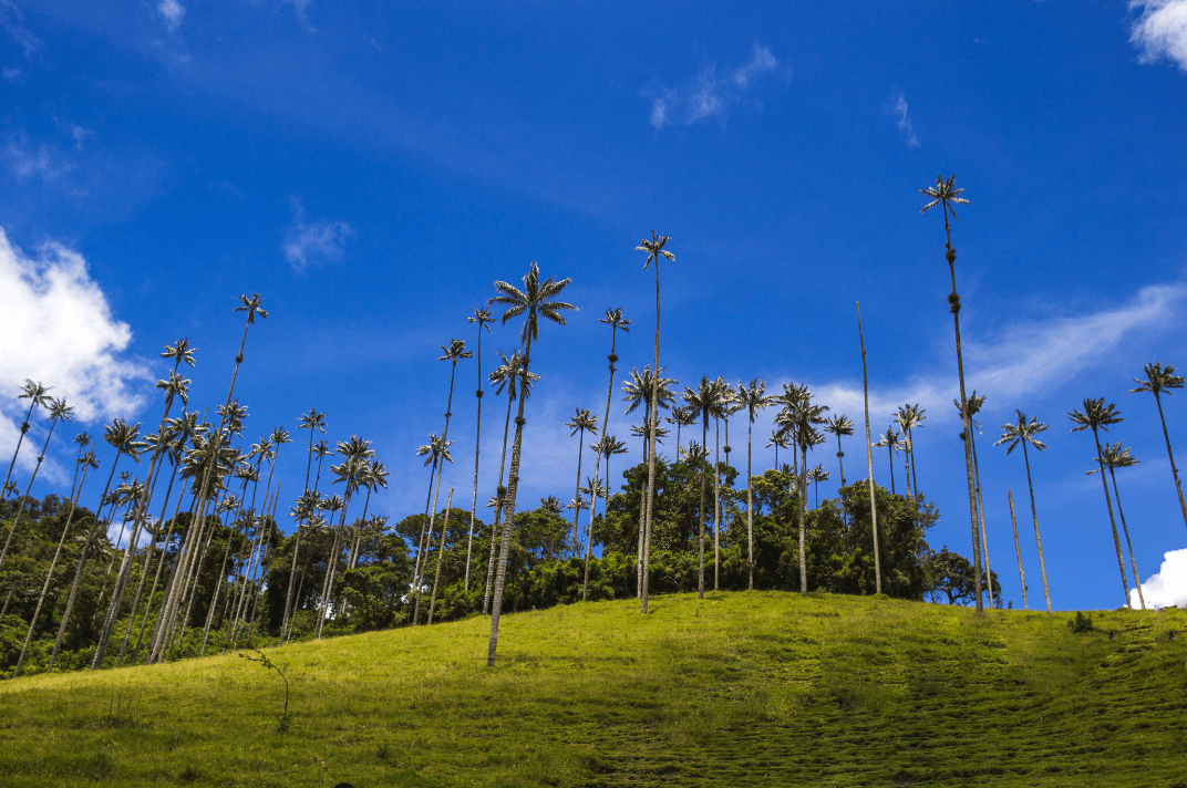 palmiers dans la vallée de Cocora