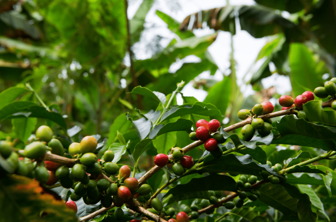 graines de café en Colombie