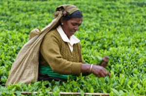 cueilleuse de thé au Sri Lanka