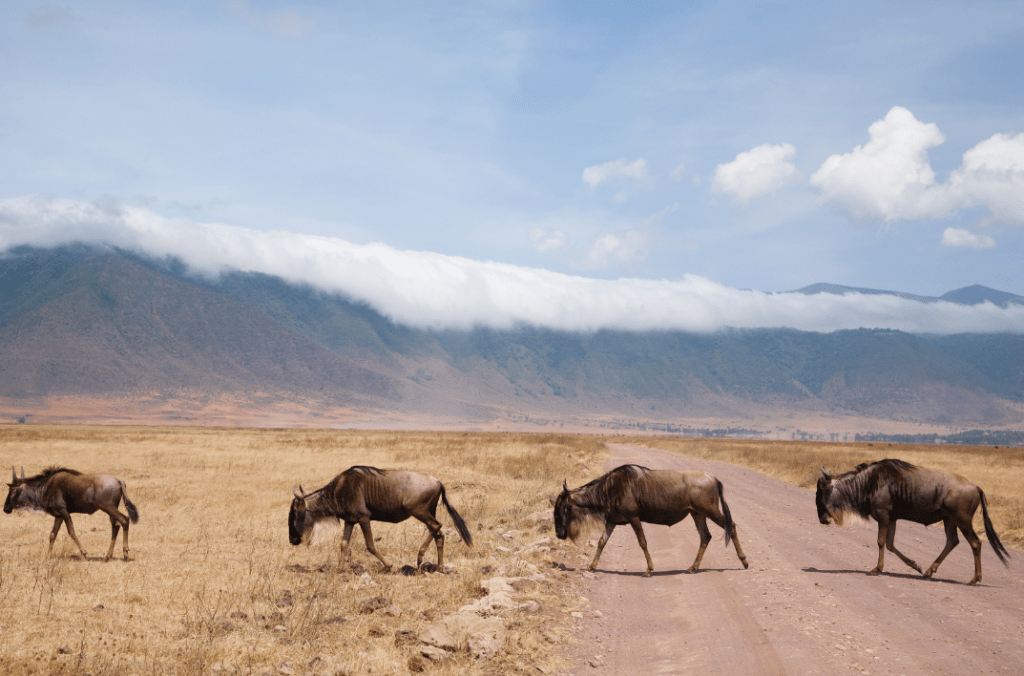 migration des gnous en Tanzanie