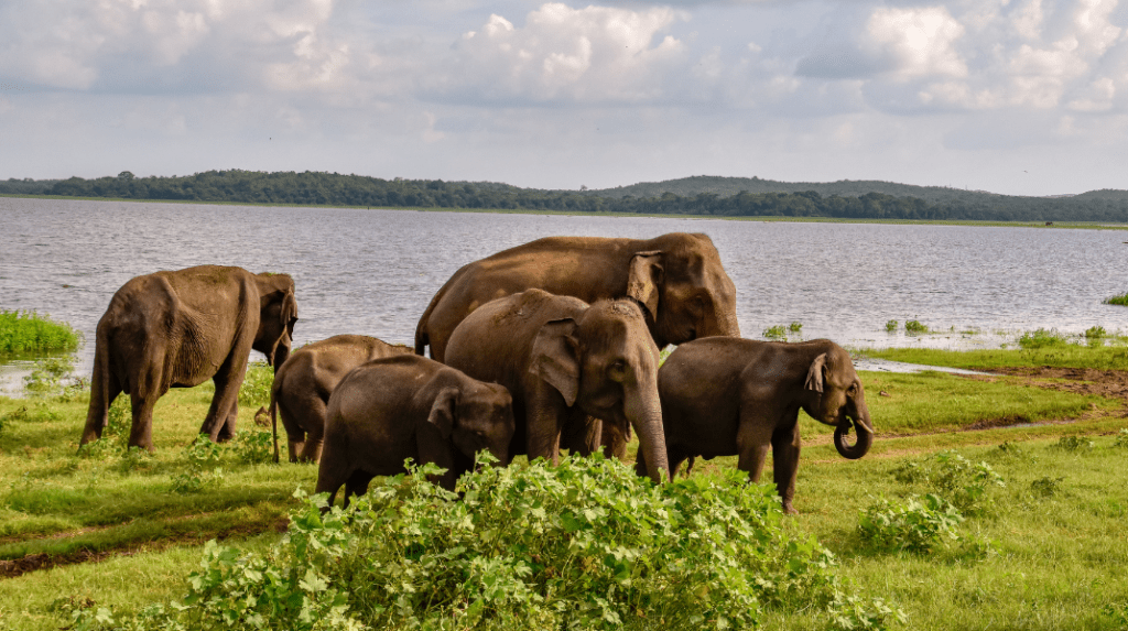 éléphants safari Sri Lanka Udawalawe