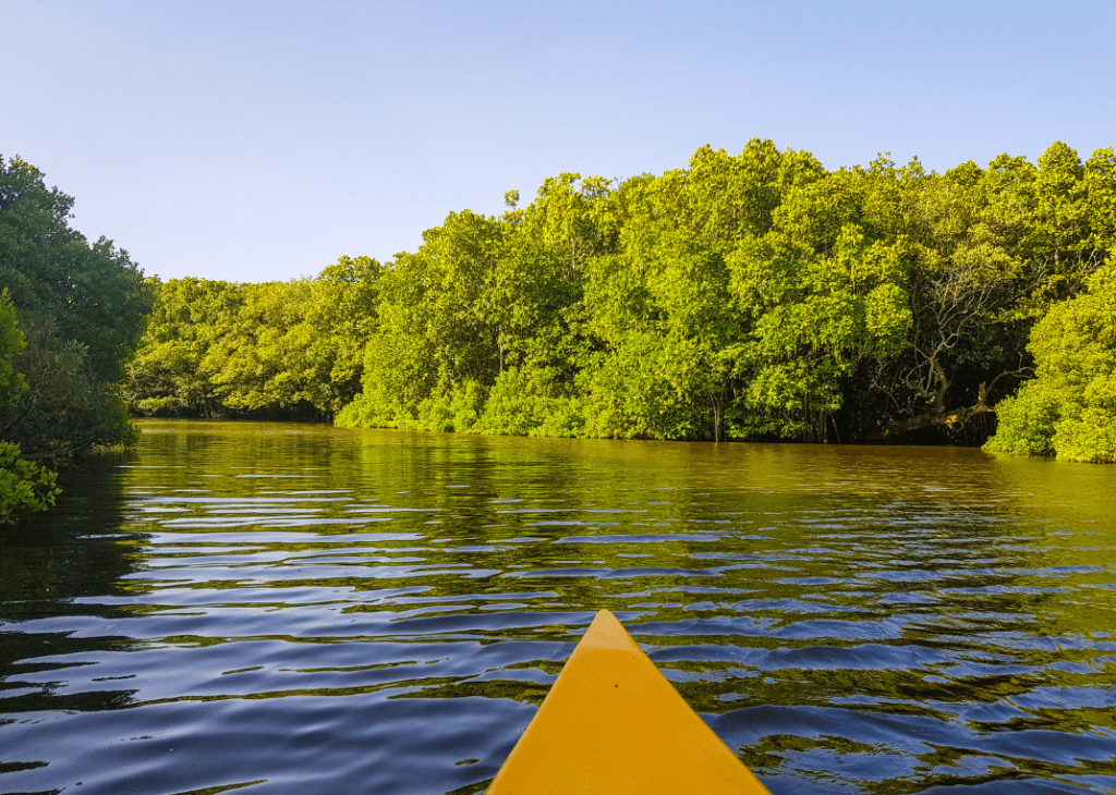 kayak dans les mangroves Sri Lanka