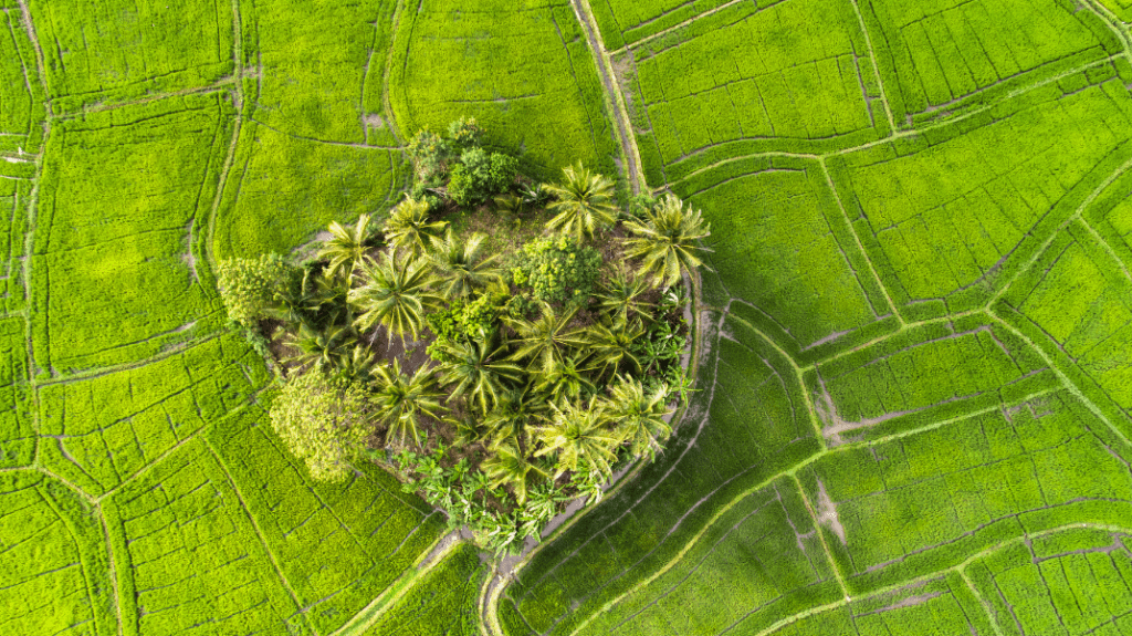 rizières sri Lanka