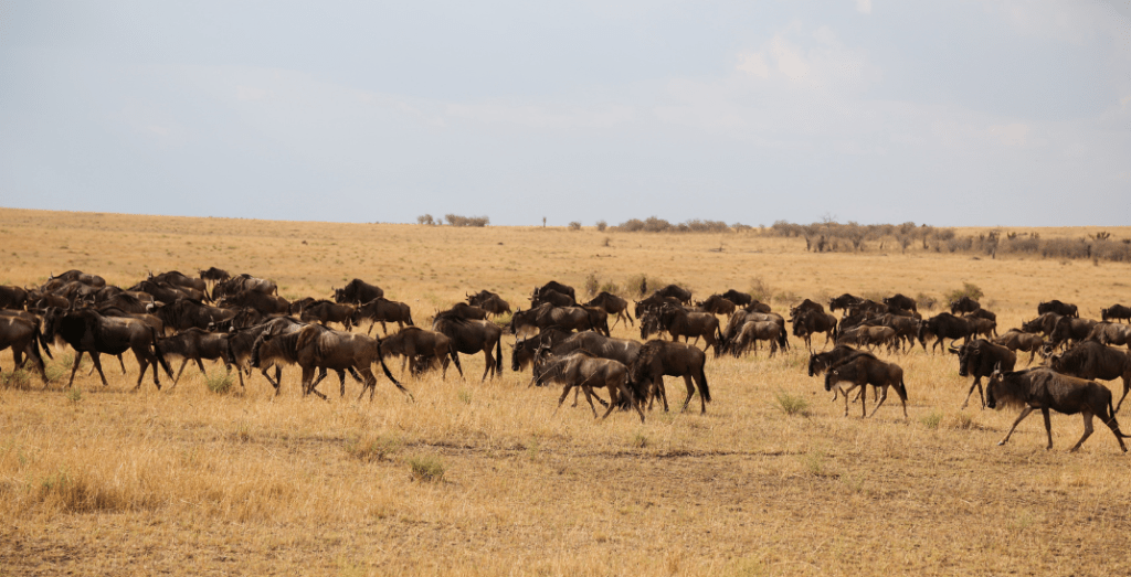 migration des gnous en Tanzanie