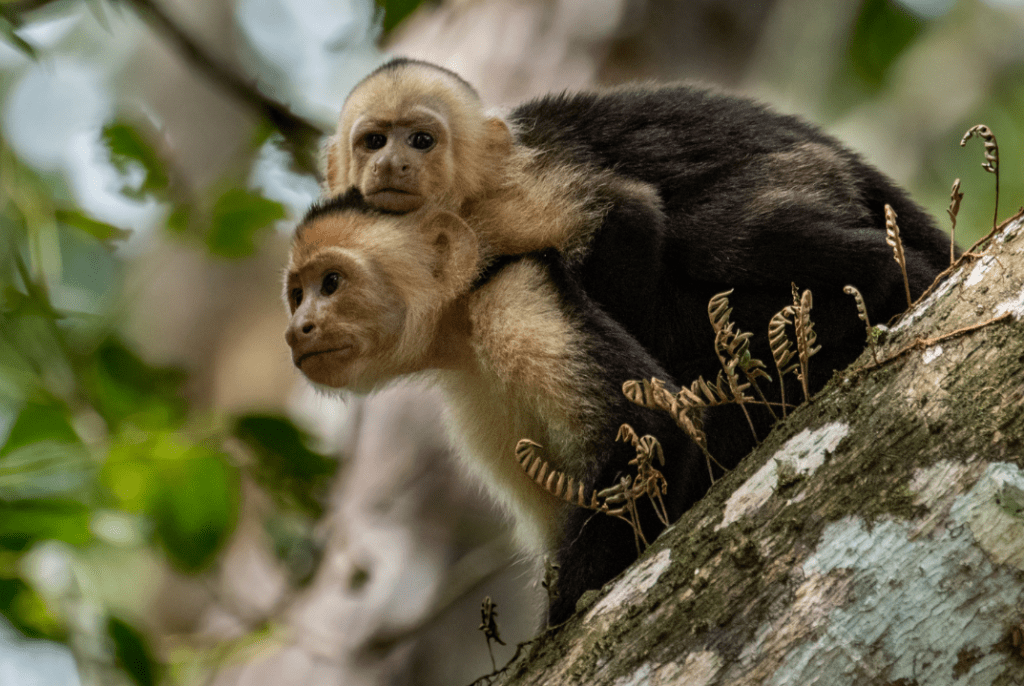 singes dans un arbre