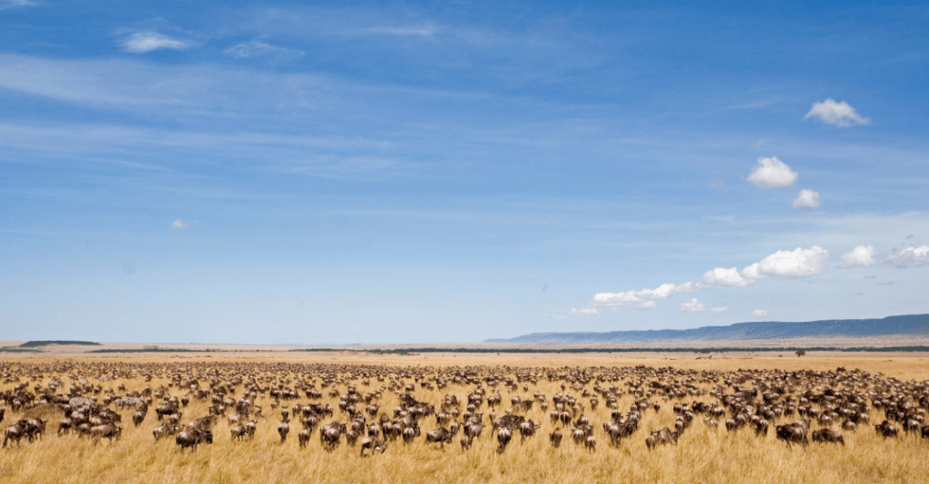 migration des gnous en Tanzanie