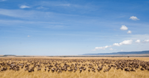 migration des gnous en Tanzanie
