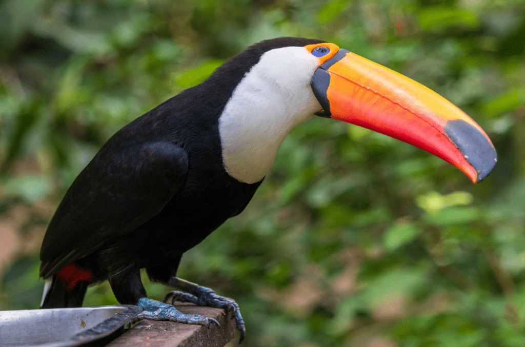 toucan dans la jungle du Costa Rica