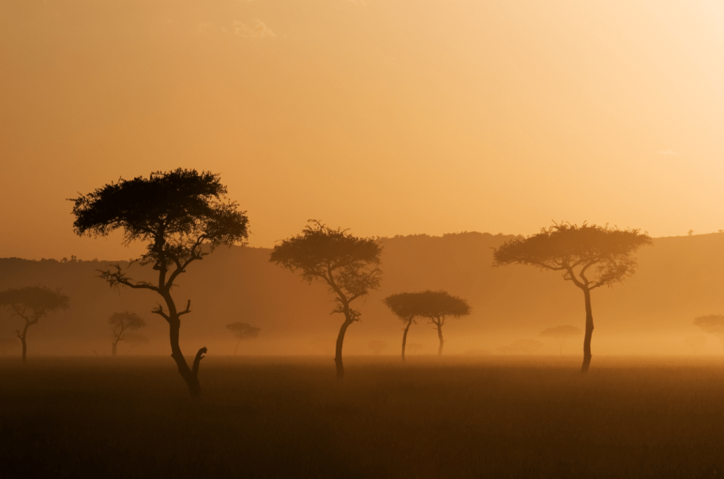 serengeti