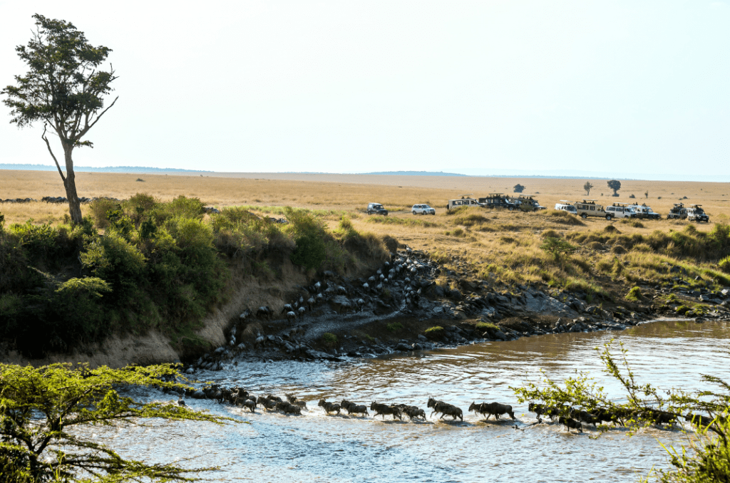 migration des gnous en Tanzanie