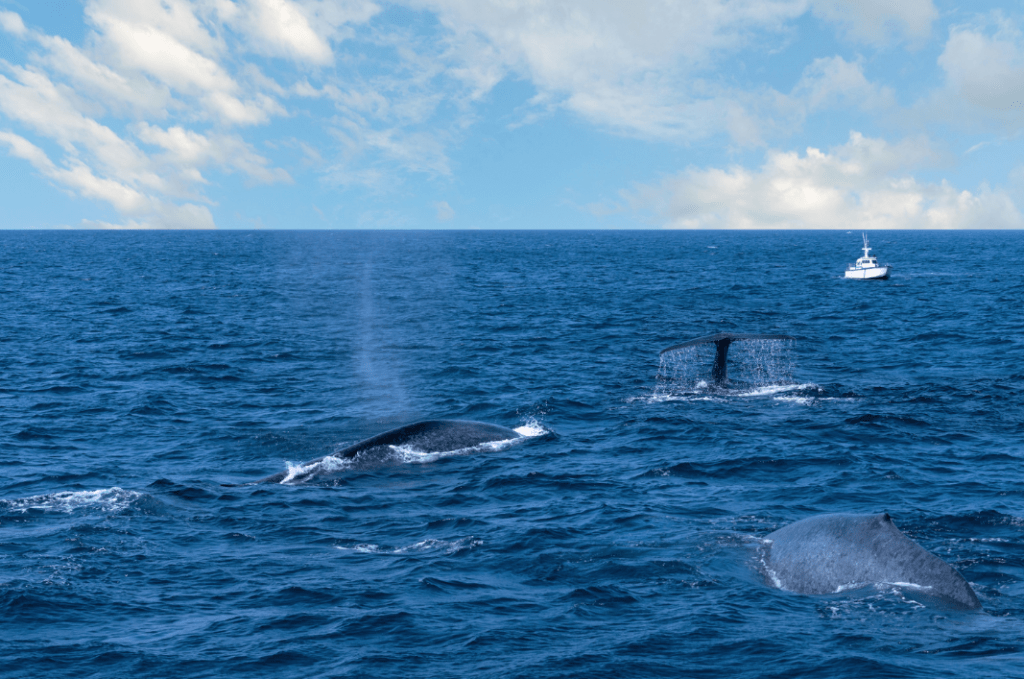 baleines dans la mer Sri Lanka