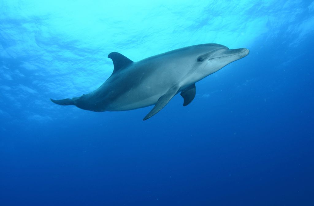 dauphin dans la mer