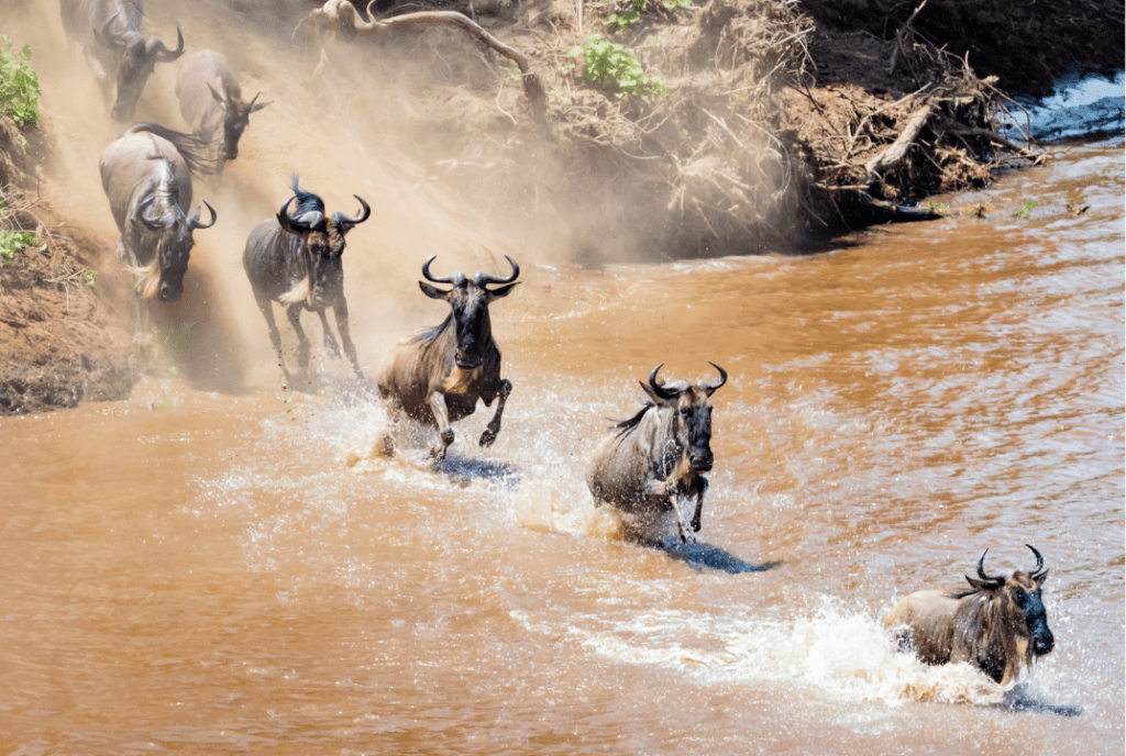 migration des gnous en Tanzanie