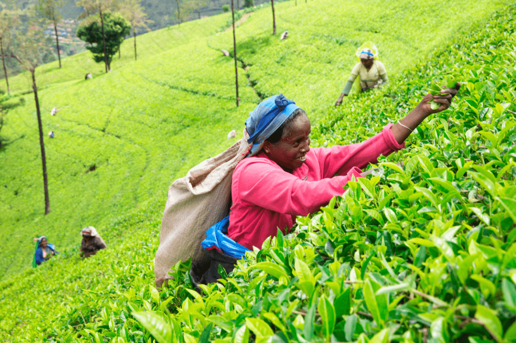 cueilleuses de thé Sri Lanka