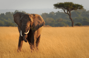 éléphant safari Afrique