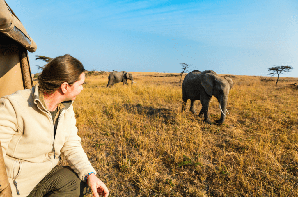 safari éléphants Afrique