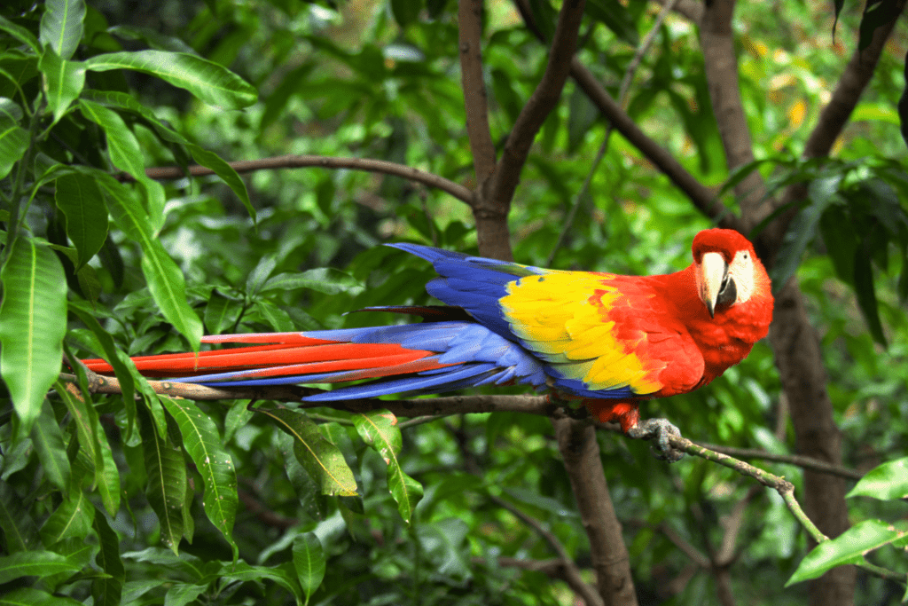 perroquet dans la jungle, volontariat animaux voyage