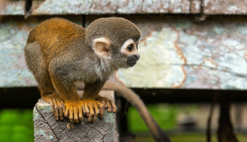 singe Costa Rica, volontariat animaux voyage