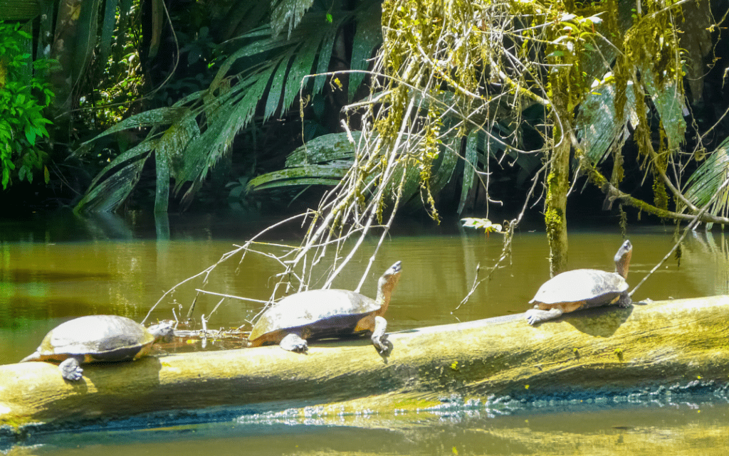 Tortuguero, que voir au Costa Rica